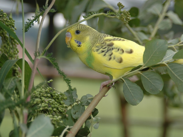 Un pappagallino ondulato su un ramo
